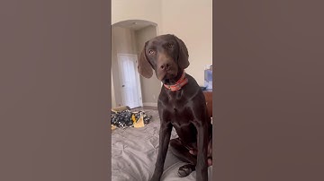 #birddog #pudelpointer #funny #weddingcrashers #mansbestfriend