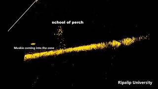 Lowrance active target video of school of perch and muskie