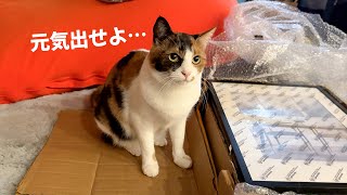 ブラッシングされて顔が完全にキマッてしまう猫