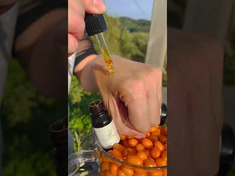 Video: Sea Buckthorn From The Lokhovye Family