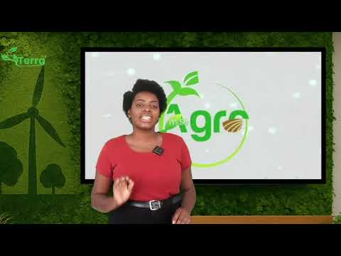 Programa Mais Agro Episódeo 9