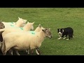 Professional Shepherd and Sheepdog in Ireland