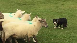 Professional Shepherd and Sheepdog in Ireland