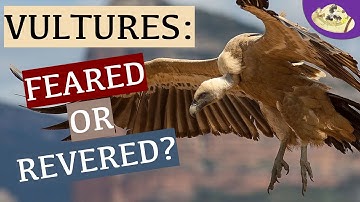 Why are vultures important? | Vulture Awareness Day | Vulture Facts Video