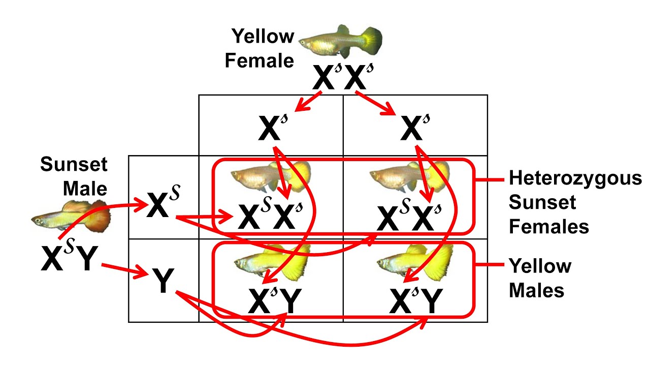 Sunset and Yellow Micariff Guppy Genetics, Sex-Linked Inheritance - YouTube