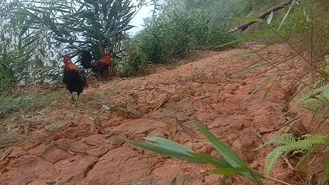 Bẫy gà rừng mới nhất 2021 bổi thương binh #Cuab qaib qus