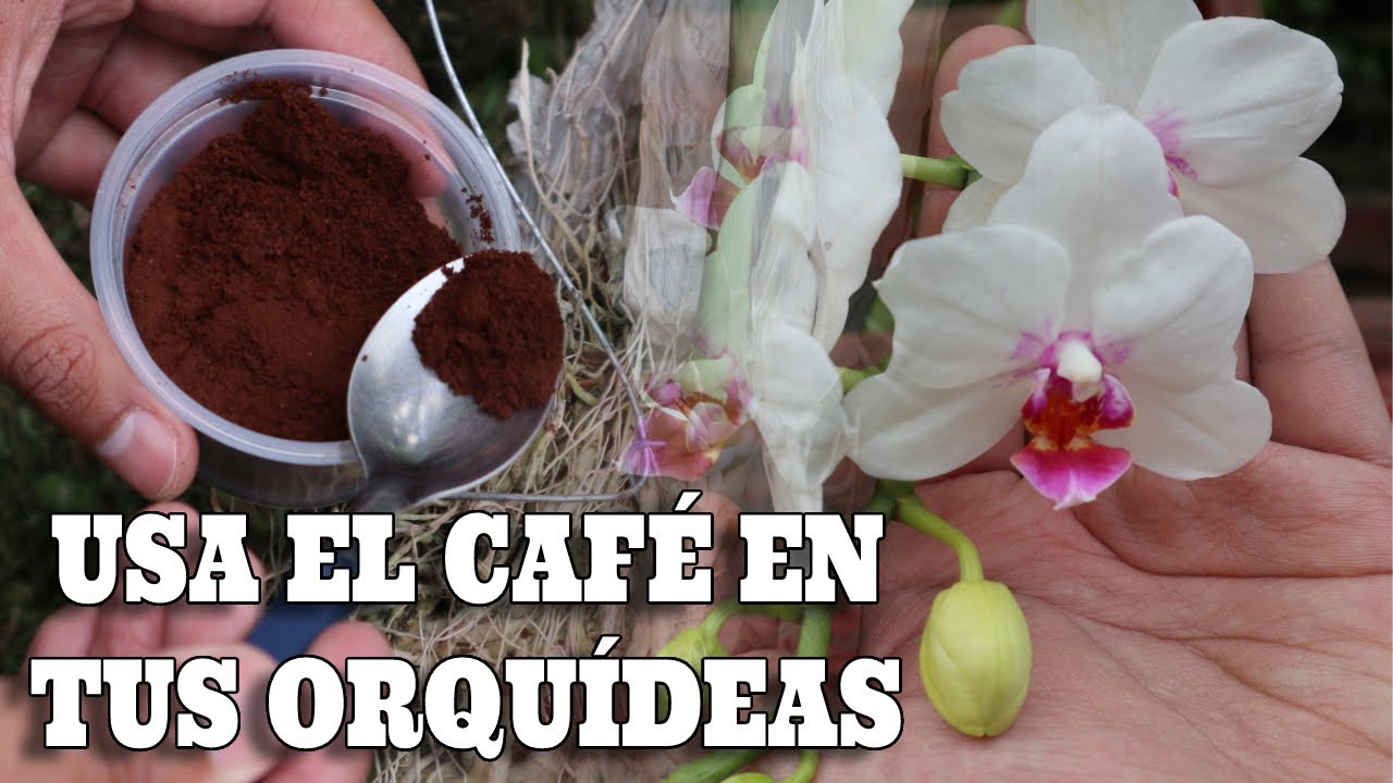 CAFE en ORQUIDEAS Asi DEBES USARLO ☕👉🌱🌷 - thptnganamst.edu.vn