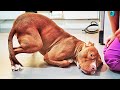 Three-legged dog on the brink of disaster… don’t miss what happened next!