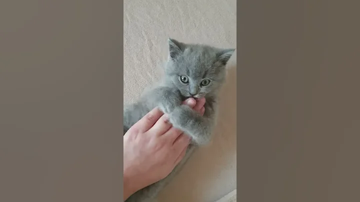 Video 1869451: british shorthair munchkin
