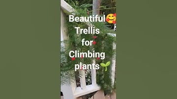 Trellis Ideas for Climbing Plants🥰#flowergarden #garden#gardeningtips#trellis##gardening#yt#shorts