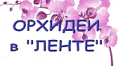 Орхидеи,узамба́рские фиалки,Самара🌺