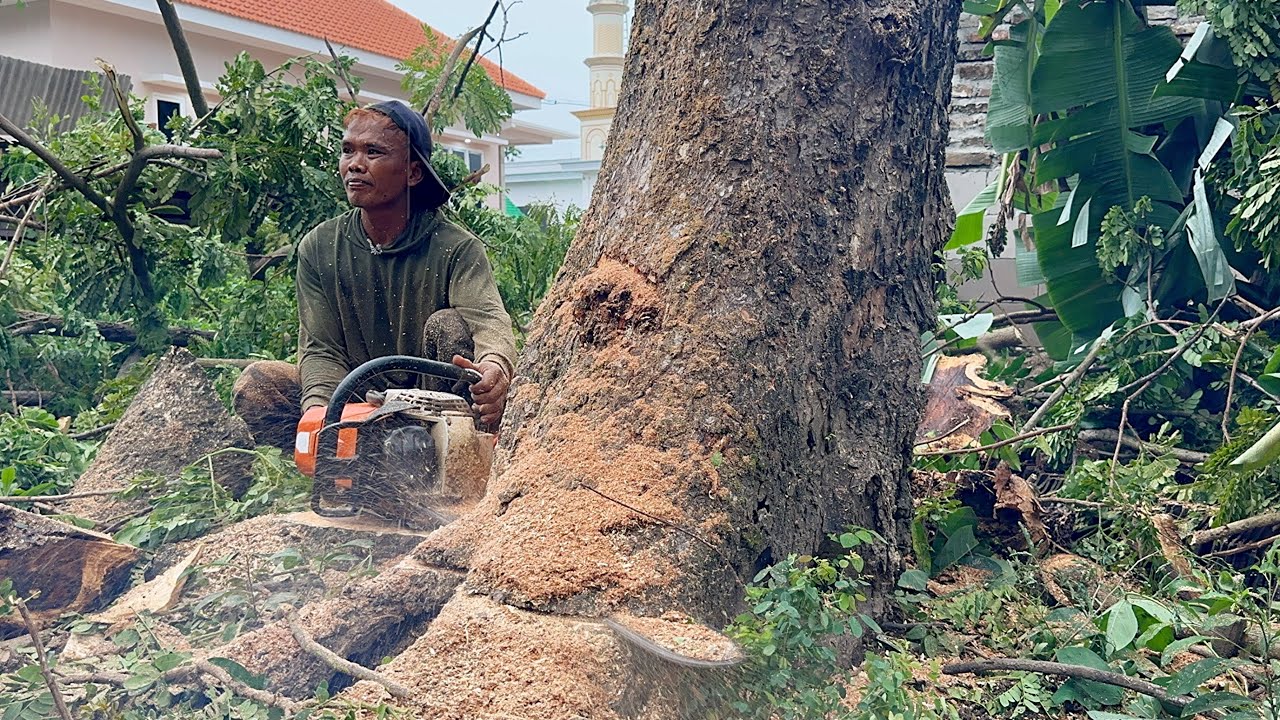 Blackened… Fastest skill cutdown 3 old trembesi trees‼️