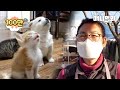 암 선고를 받은 여인이 강아지와 고양이 100마리를 키웠더니..ㅣAs Lady Got Diagnosed Cancer Raised 100 Of Dogs And Cats..