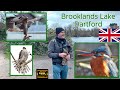 Brooklands Lake, Dartford, Birdwatching. Kingfisher, Sparrowhawk, Buzzard Canon R7 &amp; RF 200-800mm 4K