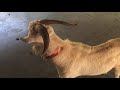 Crazy goat luke skywalker