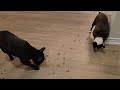 Milo and Odie eatting their favourite food #dogs #bostonterrier #frenchbulldog #frenchie