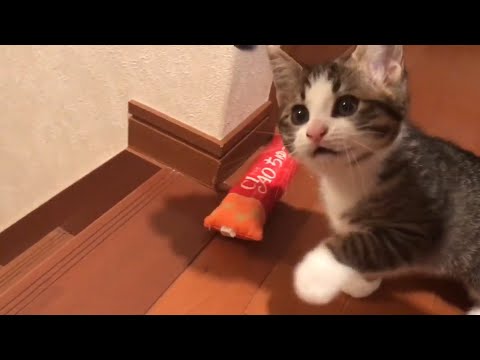 お父さんを蔑ろにする子猫　【出し忘れ動画】