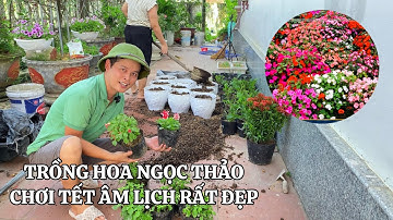 Trồng hoa ngọc thảo chơi tết âm lịch rất đẹp
