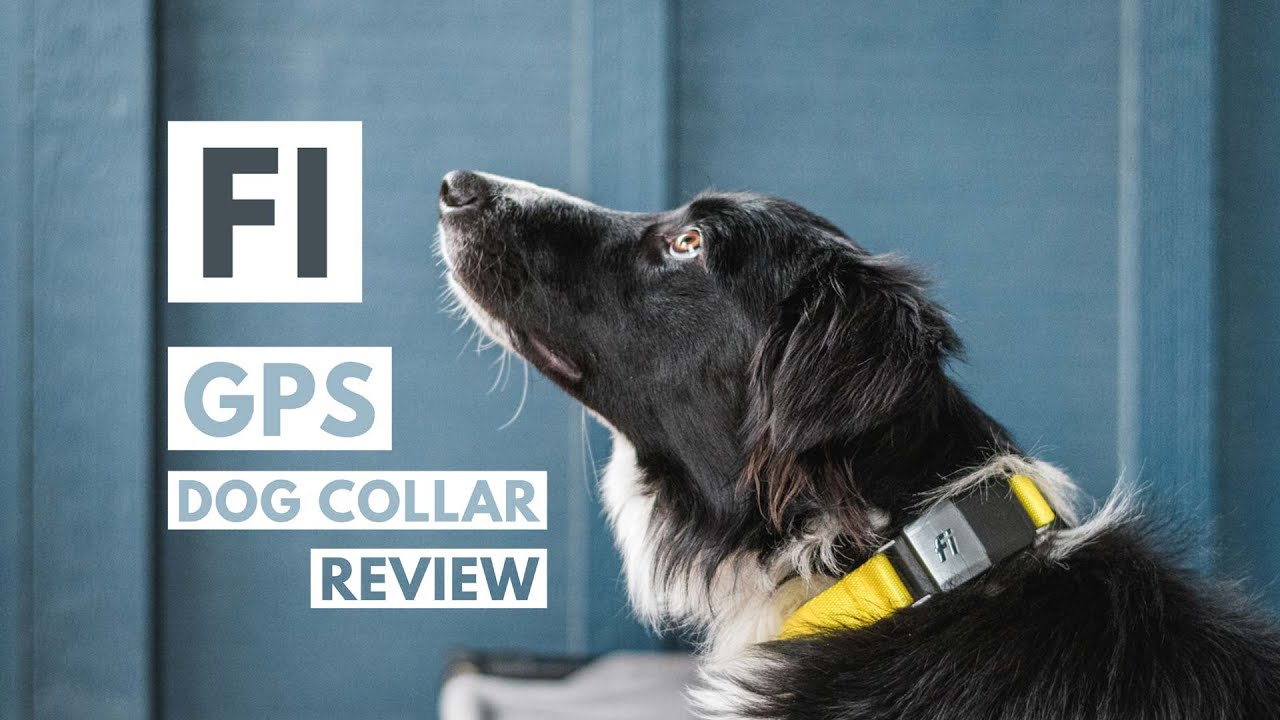 fi dog collar