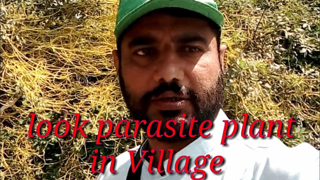 During census look cuscuta/aakash bell in village 