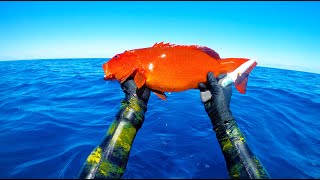 Coral Trout, Tuna & Spanish Mackerel Spearfishing &. Fishing, Keeper Reef Queensland Ep. 4