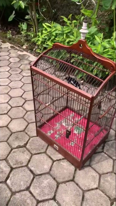 Tembakan Pelatuk Beras #kacer #kicaumania #kacermania #kacerjura #kacerbongkarisian