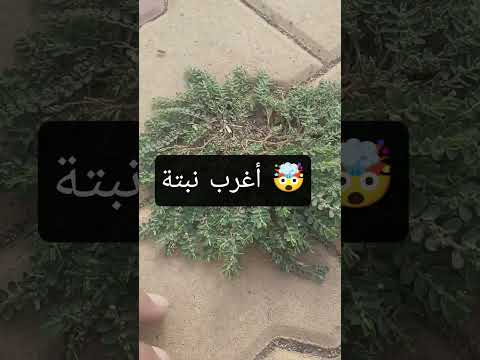 شاهدوا هذه النبتة العجيبة تتحمل كل الدوس ولا تموت أبد ا