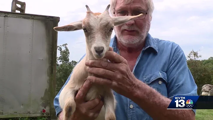WVTM 13 Chronicle: Fainting Goat breeder in Licksk...