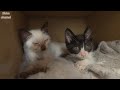保健所から風邪と栄養失調で弱っていた子猫たちがやってきました 保健所から風邪と栄養失調で弱っていた子猫たちがやってきました