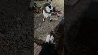 tangkas di kota angin