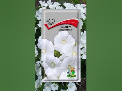Однолетние цветы для солнечного участка #огород #цветынадаче #цветники ...