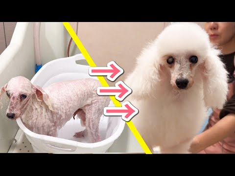 お風呂入れただけで別の犬種みたいになった