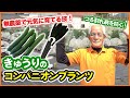 4月中に覚えたいキュウリを丈夫に育てる裏技！？ネギを一緒に植えて病気予防！？混植栽培・夏野菜・苗の植え付けが楽しくなる方法【家庭菜園】【コンパニオンプランツ】【つる割れ病】【ネギ】