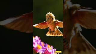 Animals That Don't Exist - Hybrid Animals #hybridanimals #animalhybrids
