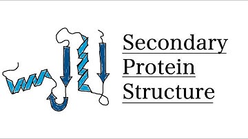 Secondary Structure of Proteins | MCAT Biochemistry