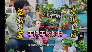 新手都可以把盆栽草莓种活种好，果子多到吃不完的种植教程来了，手把手的教大家