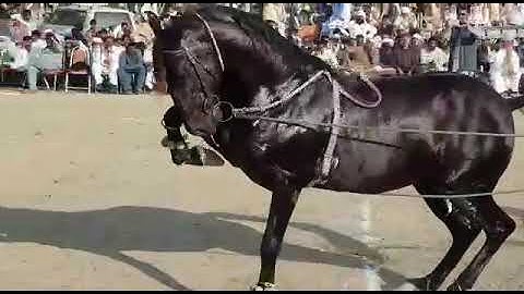 Horse dance Mela Ghulam Shah Ludan 2018 Fakhar Abbas Maitla