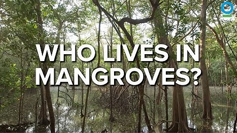 Who Lives in Mangroves?