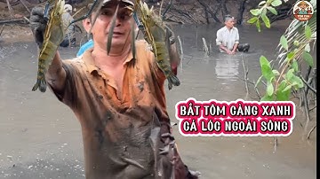 Tát Kênh Bắt Tôm Cá Cực Đã – Tôm Càng Xanh, Cá Lóc Đầy Thùng!