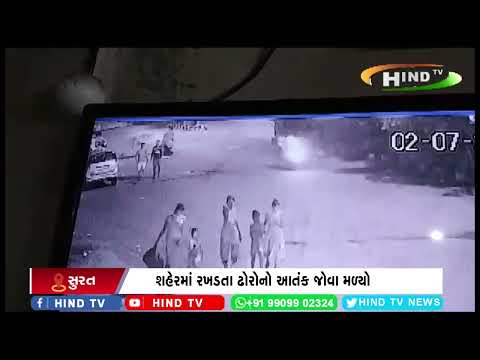 શહેરમાં રખડતા ઢોરોનો આતંક જોવા મળ્યો