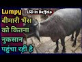 Lumpy बीमारी भैंस को कितना नुकसान पहुंचा रही है||Lumpy  Skin Disease in Buffalo