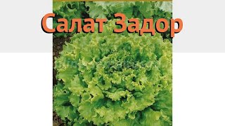 Салат обыкновенный Задор Листовой (zador) 🌿 обзор: как сажать, семена салата Задор Листовой Салат обыкновенный Задор Листовой (zador) 🌿 обзор: как сажать, семена салата Задор Листовой