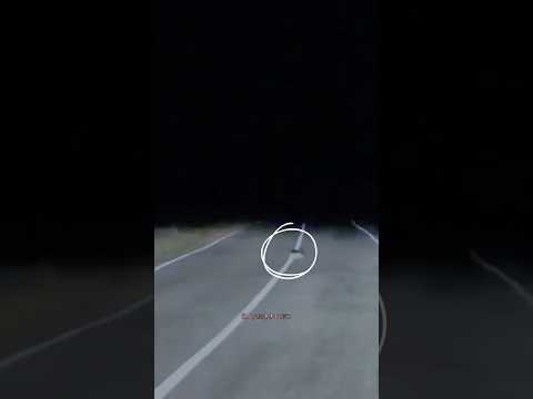 This man found a stray kitten alone at night on the road🫡❤️ #respect #helping #shorts