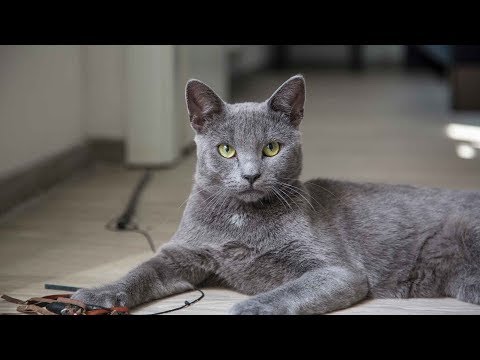 Как определить срок беременности у кошки