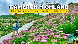 Cameron Highlands Flora Park - The Most Beautiful Flower Garden in Malaysia