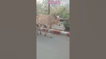 UPRVUNL 2630 MW PLANT !! #shorts #shortvideo #powerplant #uprvunl