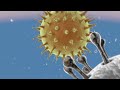 Les coronavirus  afp anim