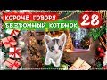 КОРОЧЕ ГОВОРЯ, Я БЕЗДОМНЫЙ КОТЕНОК  Лайки 28 [От первого лица] Историй одной жизни