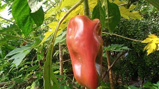 minha plantação de frutas e verduras no quintal da  minha casa❤️1/5/2023 by Antônio Cláudio🌵☀️ 135 views 1 year ago 7 minutes, 59 seconds