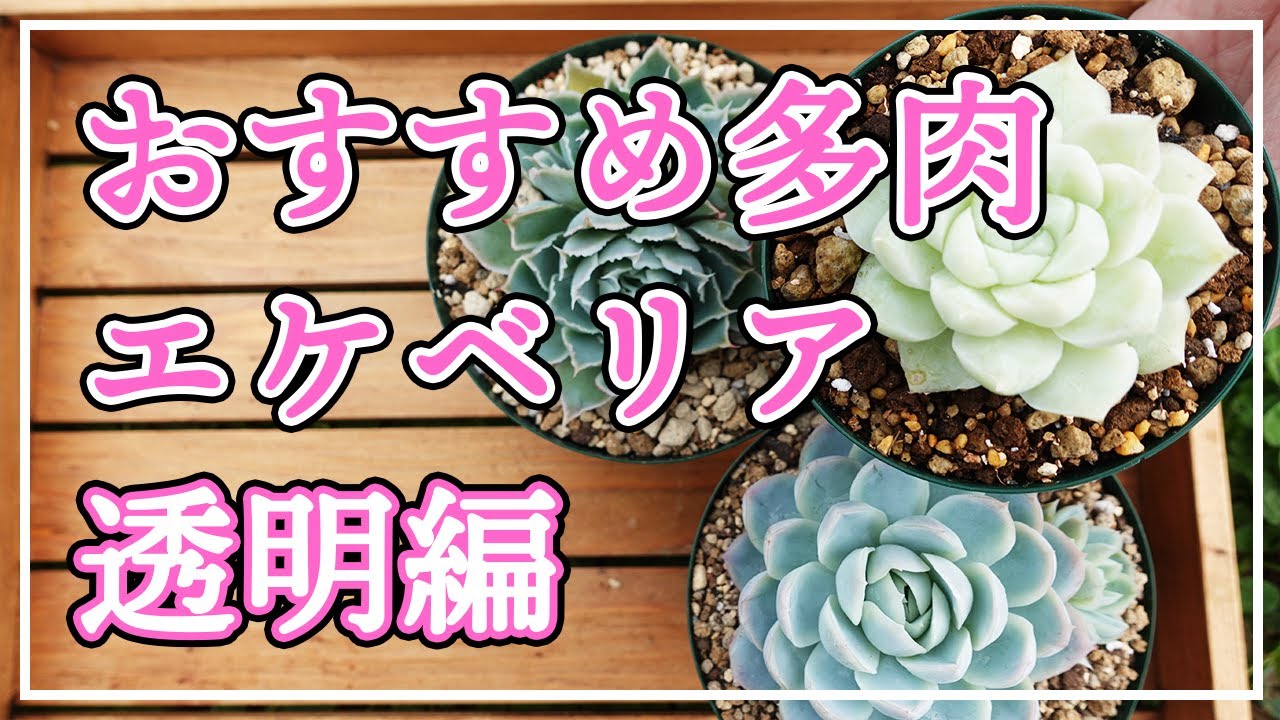 多肉植物 おすすめのエケベリアをご紹介します 今回は透明感の素敵なエケベリアです Youtube 多肉植物 おすすめのエケベリアをご紹介します 今回は透明感の素敵なエケベリアです Youtube